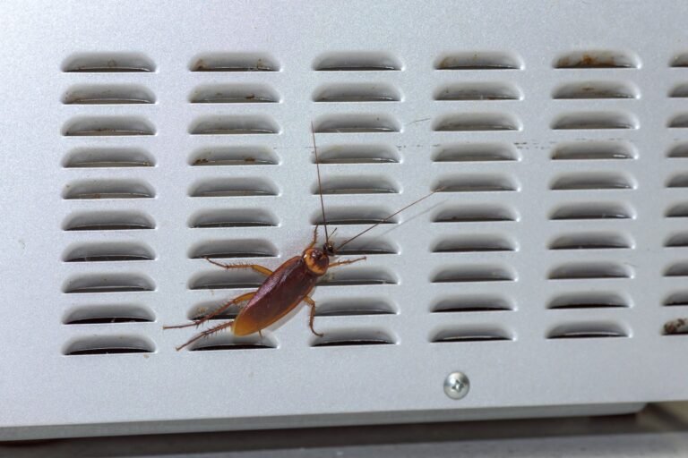How To Get Rid Of Roaches In Kitchen Appliances