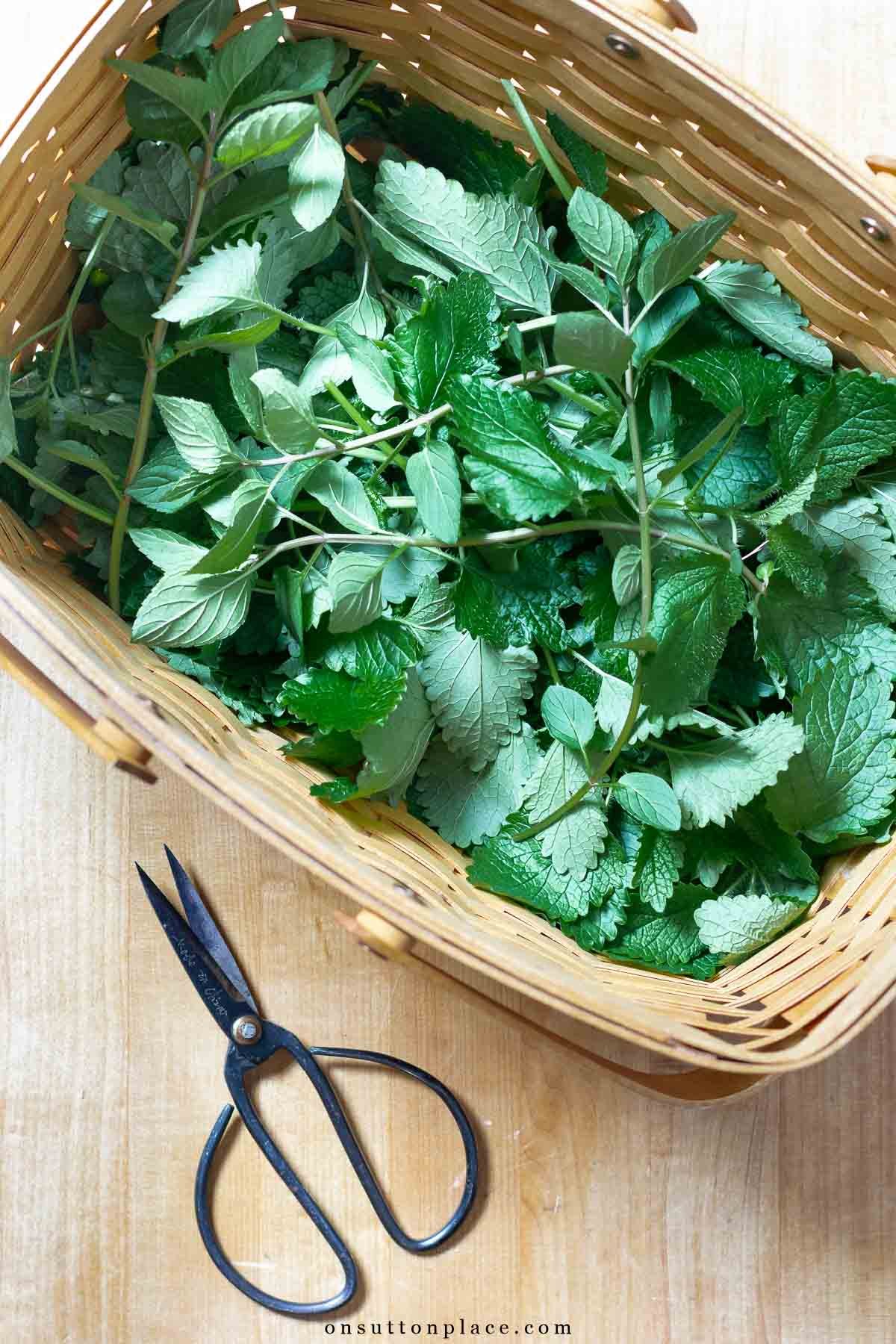 How To Dry Mullein Leaves In The Oven